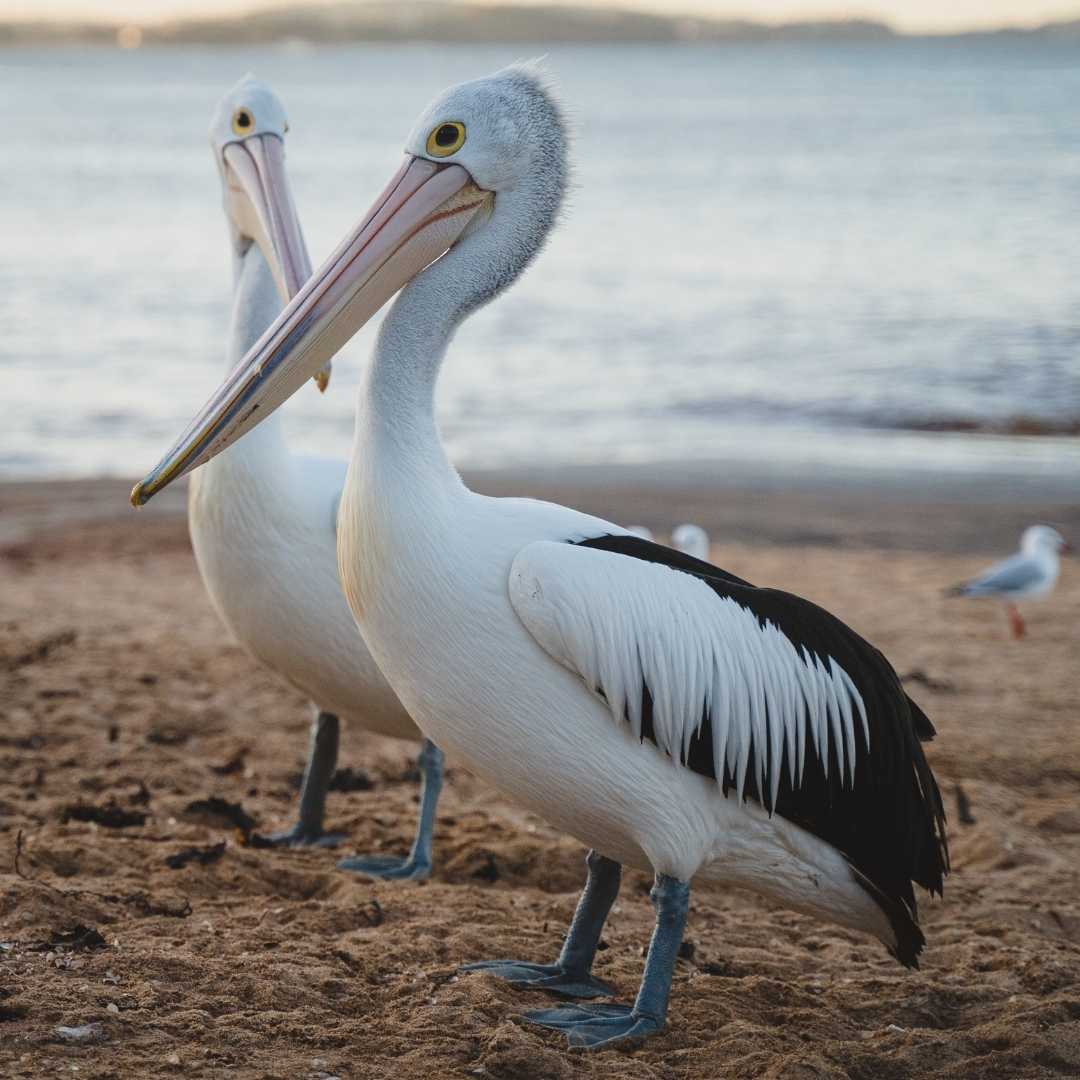 pelican feeding