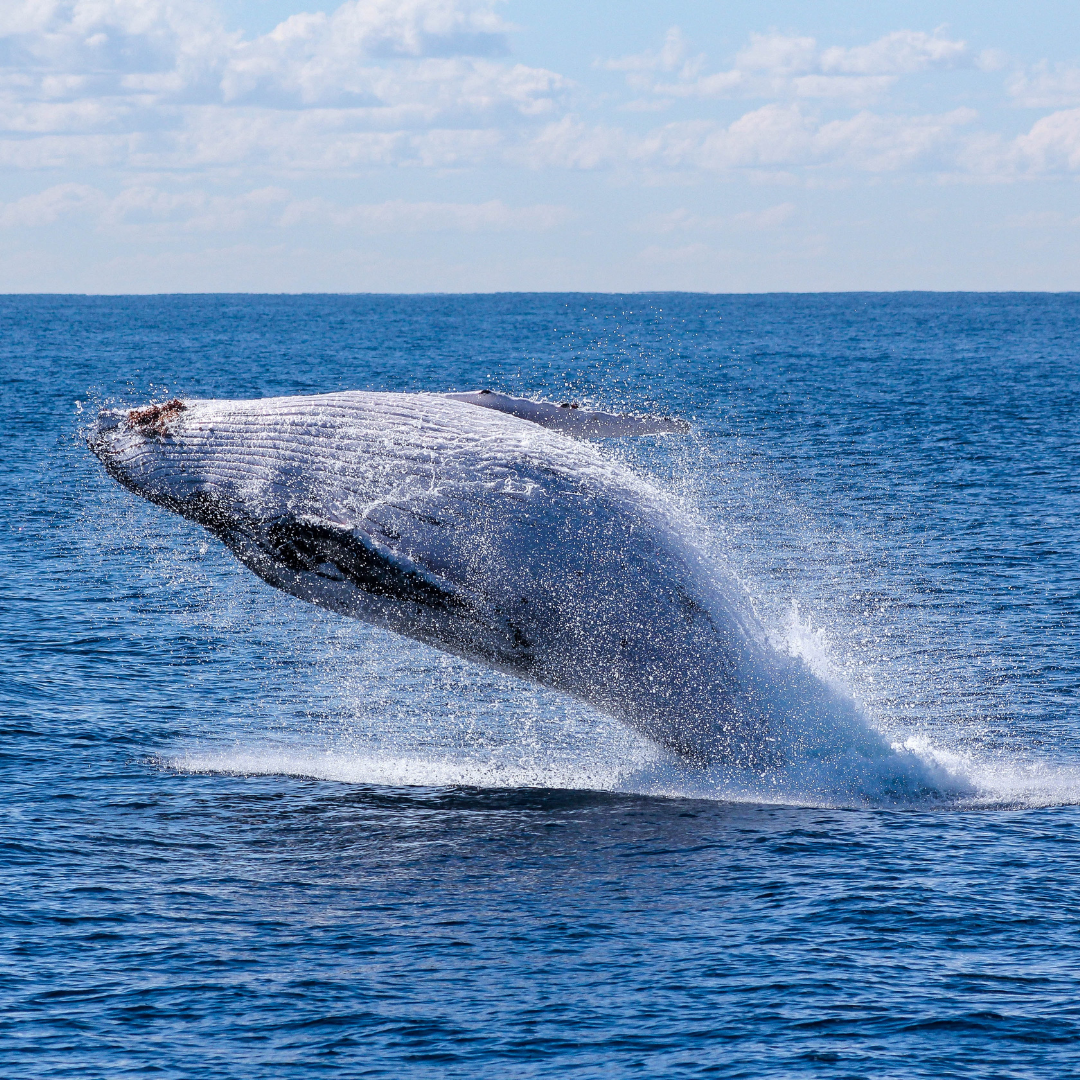 whale watching